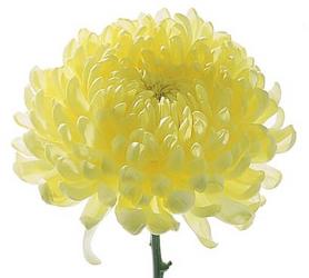 China Mum from Boulevard Florist Wholesale Market