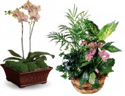 Floral Design Class - Plant Decorating from Boulevard Florist Wholesale Market