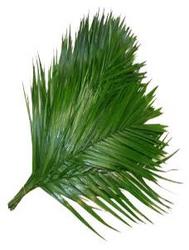 Commadore Palm from Boulevard Florist Wholesale Market