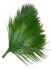 Commadore Palm from Boulevard Florist Wholesale Market