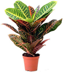 Croton from Boulevard Florist Wholesale Market