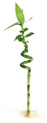 Lucky Bamboo - Curly - 10" from Boulevard Florist Wholesale Market