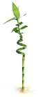 Lucky Bamboo - Curly - 24" from Boulevard Florist Wholesale Market