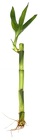 Lucky Bamboo - Straight -8" from Boulevard Florist Wholesale Market