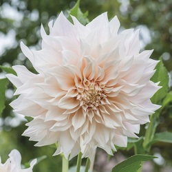 Dahlia - Cafe Au Lait from Boulevard Florist Wholesale Market