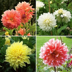 Dahlia - Dinner Plate from Boulevard Florist Wholesale Market