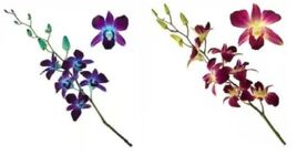 Dendrobium Orchid - Long Bombay Dyed from Boulevard Florist Wholesale Market