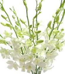 Dendrobium Orchid - Long White from Boulevard Florist Wholesale Market