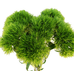 Green Trick Dianthus from Boulevard Florist Wholesale Market