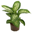 Dieffenbachia from Boulevard Florist Wholesale Market