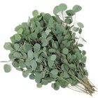 Eucalyptus - Silver Dollar from Boulevard Florist Wholesale Market