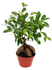 Ficus - "Ginseng Bonsai" from Boulevard Florist Wholesale Market
