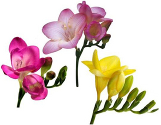 Freesia from Boulevard Florist Wholesale Market