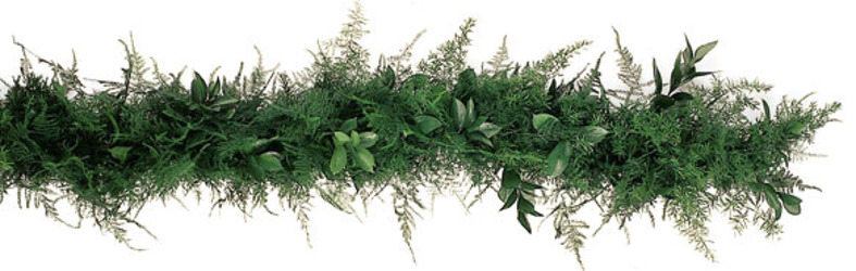 Garland Fresh Ruscus, Plumosa & Springeri from Boulevard Florist Wholesale Market