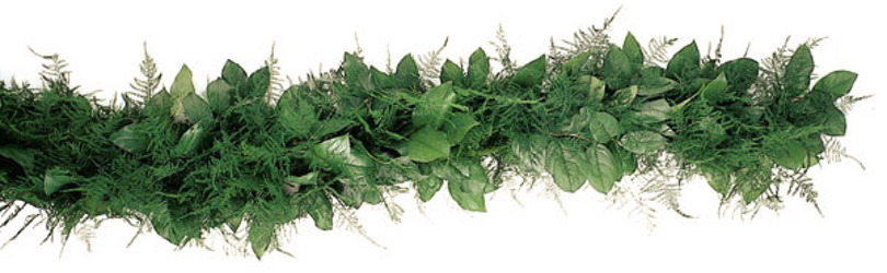 Garland Fresh Salal & Plumosa from Boulevard Florist Wholesale Market