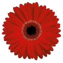 Gerbera Daisy - Mini RED from Boulevard Florist Wholesale Market