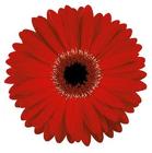 Gerbera Daisy - Mini RED from Boulevard Florist Wholesale Market