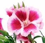 Godetia from Boulevard Florist Wholesale Market