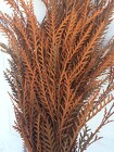 Grevillea - Tinted from Boulevard Florist Wholesale Market