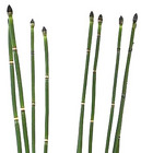 Horsetail from Boulevard Florist Wholesale Market