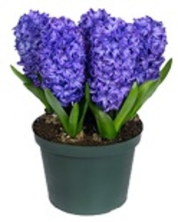 Hyacinth (W/ Pot Cover) from Boulevard Florist Wholesale Market