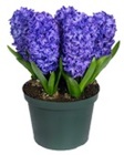 Hyacinth Plant (Bare Pot) from Boulevard Florist Wholesale Market