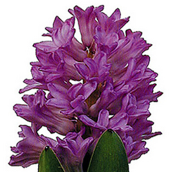 Hyacinth from Boulevard Florist Wholesale Market