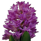 Hyacinth from Boulevard Florist Wholesale Market