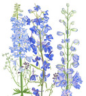 Delphinium - Hybrid from Boulevard Florist Wholesale Market