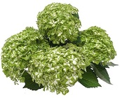 Hydrangea "Lolita" Variedgated Green from Boulevard Florist Wholesale Market