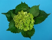 Hydrangea - Mini Dark Green from Boulevard Florist Wholesale Market