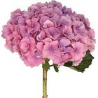 Hydrangea - PURPLE, LAV, PINK  from Boulevard Florist Wholesale Market