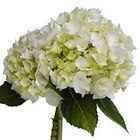 Hydrangea -LIGHT BLUE & WHITE from Boulevard Florist Wholesale Market