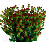 Hypericum "Coffee Bean" from Boulevard Florist Wholesale Market