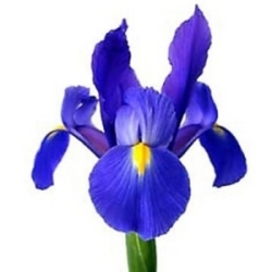 Iris from Boulevard Florist Wholesale Market