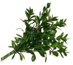 Ruscus - Israeli from Boulevard Florist Wholesale Market