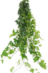 Ivy - Green from Boulevard Florist Wholesale Market