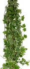 Ivy - Variegated from Boulevard Florist Wholesale Market