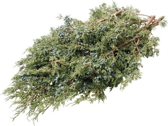 Juniper Berried Case from Boulevard Florist Wholesale Market