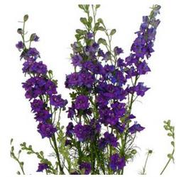 Larkspur BU from Boulevard Florist Wholesale Market