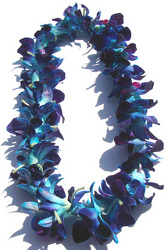 Lei - Single Bombay Dyed Blue - Dendrobium Orchid  from Boulevard Florist Wholesale Market