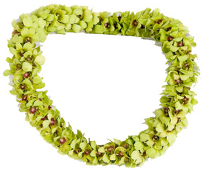 Lei - Double Jade Green - Dendrobium Orchid  from Boulevard Florist Wholesale Market