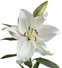 Lily Casablanca from Boulevard Florist Wholesale Market