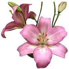 Lily LA Hybrid from Boulevard Florist Wholesale Market