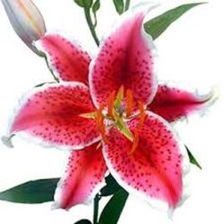 Lily Starfighter from Boulevard Florist Wholesale Market