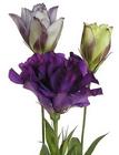 Lisianthus from Boulevard Florist Wholesale Market