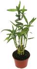Lucky Bamboo Plant from Boulevard Florist Wholesale Market