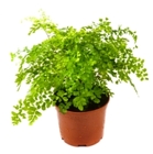 Maiden Hair Fern Plant from Boulevard Florist Wholesale Market