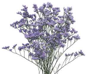 Limonium - "Maine Blue" from Boulevard Florist Wholesale Market