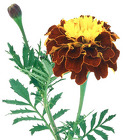 Marigolds - French from Boulevard Florist Wholesale Market